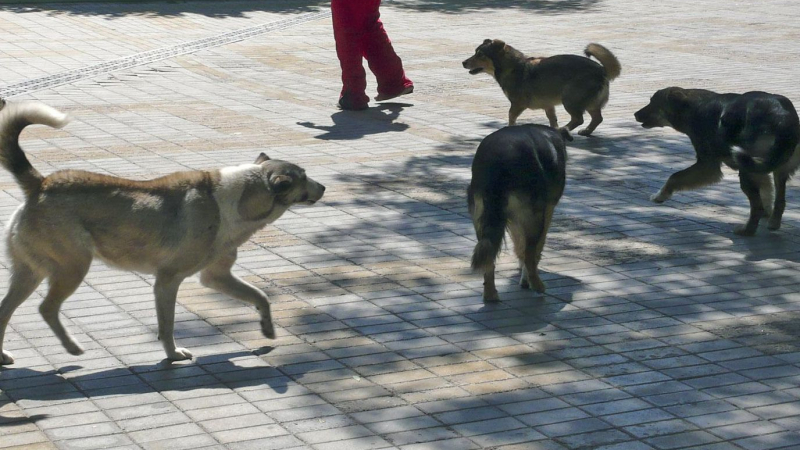 София под кучешки терор от съседните села