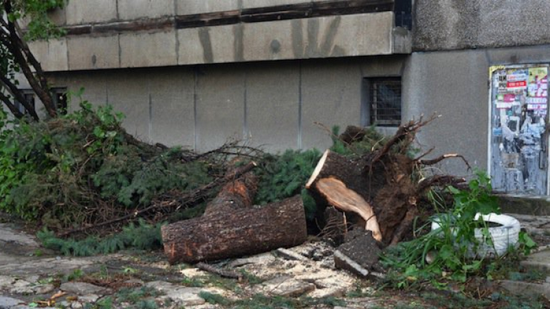 Ураганът вилня из страната с пълна сила - събори дървета, скъса жици (СНИМКИ)
