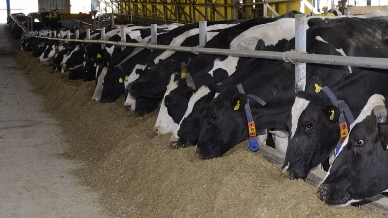 Убиват 101 крави в Пловдивско заради дерматита и ги заравят край Добри дол