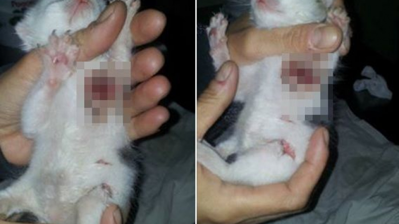 Зверство: Столичанин отряза лапичките на малко котенце, проклинат го този Великден да му е последен (18+)