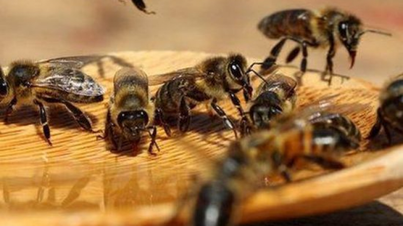 Нещо страшно става с пчелите в Пловдивско