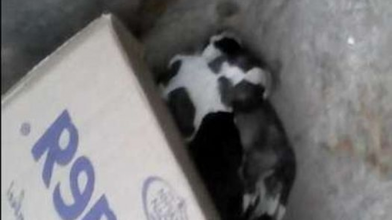 Потрес! Садист изхвърли новородени кученца в контейнер за боклук (СНИМКА)