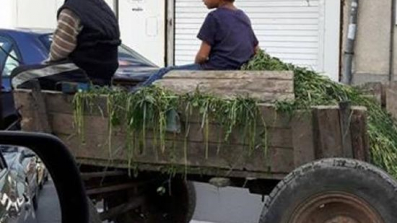 Опасно: Невръстни ромчета подкараха каруца в час пик по софийски булевард (СНИМКИ)