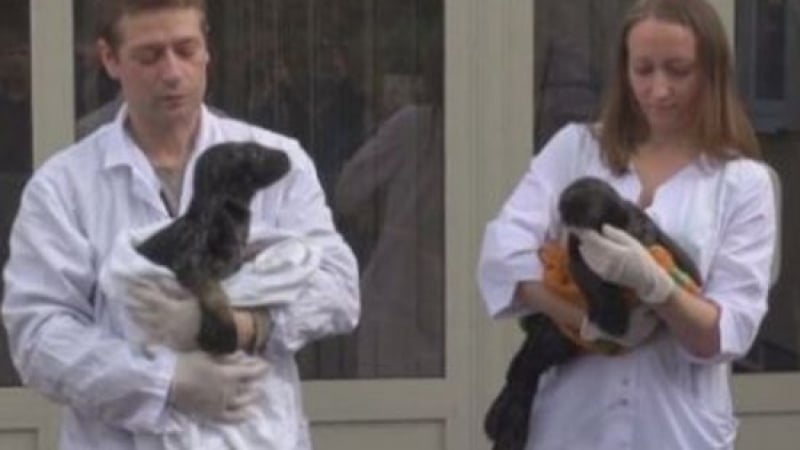 Добра новина: Спасиха две тюленчета в Ленинградска област (ВИДЕО)