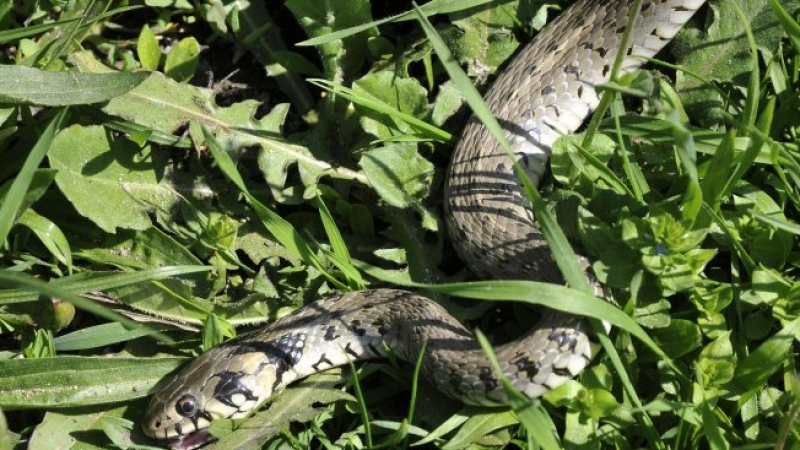 Във Велико Търново пропищяха от змии, влечугите се крият в колите 