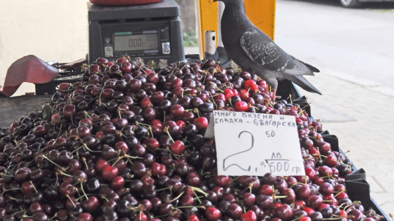 Репортаж в БЛИЦ: Шокиращи разлики в цените на черешите по пазарите в София (СНИМКИ)