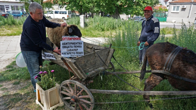 Варненски зевзек изпрати абитуриентка овцата Пенка (СНИМКИ)