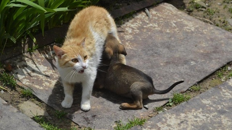 Уникално! Габровска котка кърми 4 кучета (СНИМКИ)