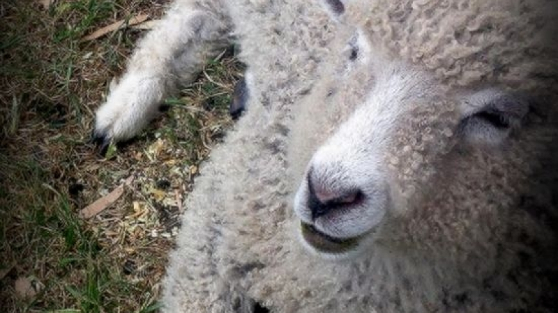 Дрогирани овце вилняха в британско село  
