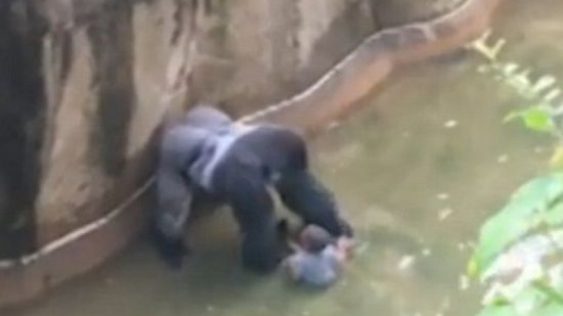  Застреляха 17-годишна горила с малко момченце на ръце (ВИДЕО) 