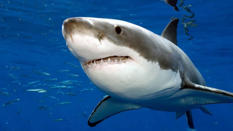 Тигрова акула разкъса млад френски активист за борба с акулите (СНИМКИ)