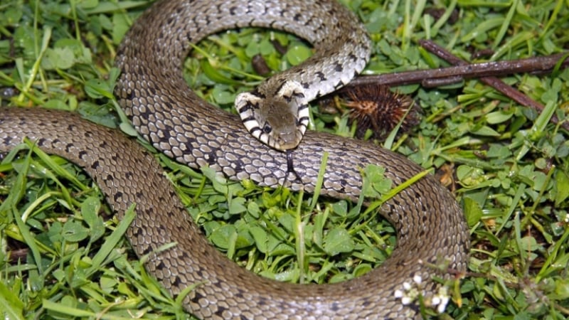 Водна змия, а не пепелянка, ухапала 7-годишното пловдивчанче