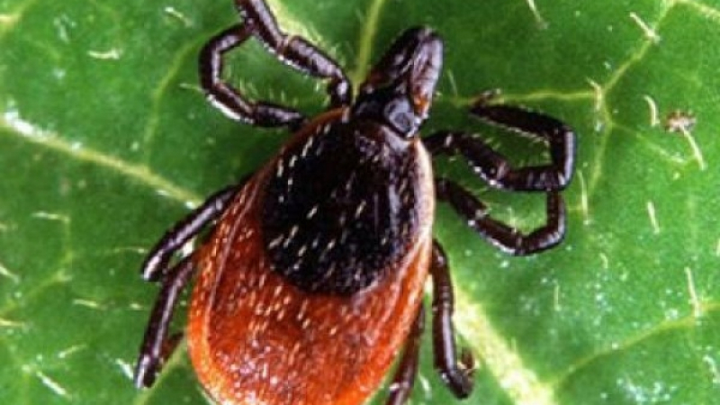 Опасност: Кърлежи и комари ни дебнат