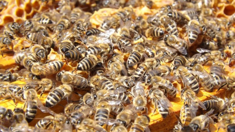 Мор в Балчик, гинат 30 милиона пчели