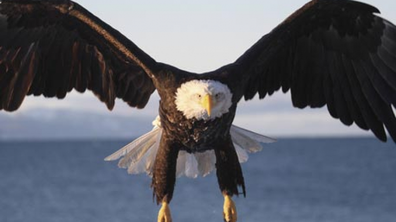 В САЩ за първи път загинаха хора при сблъскване на самолет с орел 