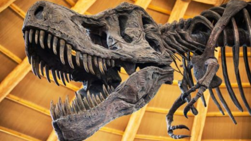 Необикновена находка: Откриха над тон останки от динозаври в Антарктида