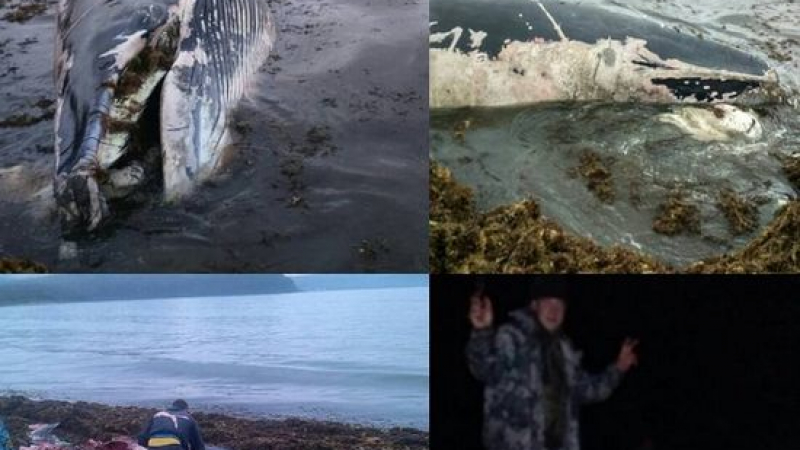 Ужас! Руснаци разфасоваха с моторни резачки жив кит и го изядоха (СНИМКИ 18+)