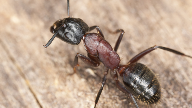 Стотици мравки живеели в главата на 12-годишно момиче