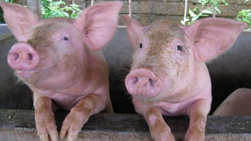 В пловдивско село откраднаха дори храната на прасетата