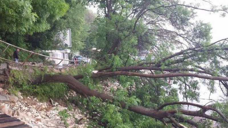 Апокалиптични кадри от плажа във Варна! Дървета падат с тътен на алеята (СНИМКИ)