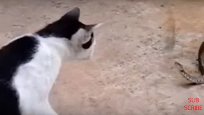 Жестока схватка: Жаба погълна змия, която опитва да захапе агресивна котка (ВИДЕО)