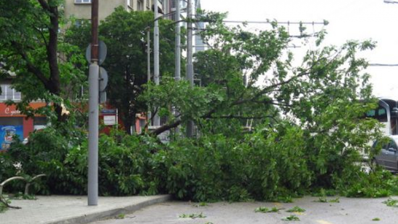 Силният вятърът направи куп поразии в центъра на София (СНИМКИ)