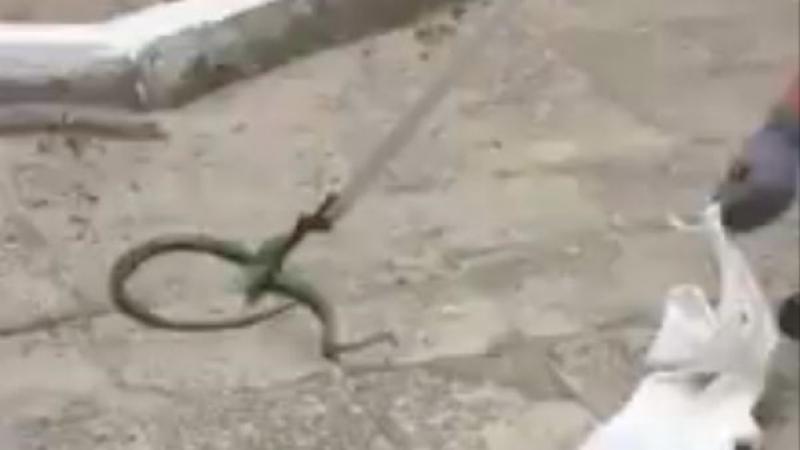 Змия в двора на пловдивска детска градина! Вижте как я уловиха! (ВИДЕО)