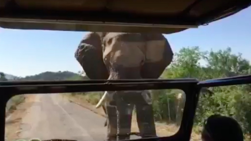 Слон нападнал Арнолд Шварценегер на сафари (ВИДЕО)