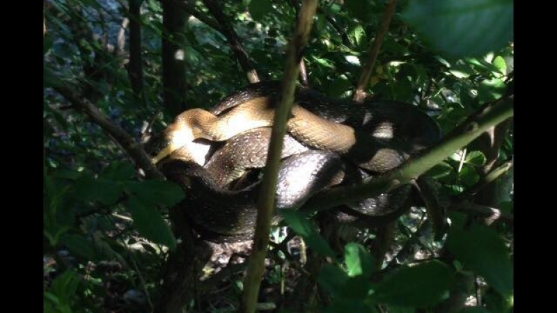 Само в БЛИЦ: Змия втрещи майки до детска градина в „Люлин”! (СНИМКА)