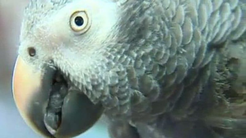 Станал ли е псуващ папагал свидетел на убийството на стопанина си? (ВИДЕО)