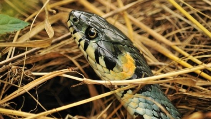 Експерт успокоява: Само 5 вида змии у нас са отровни