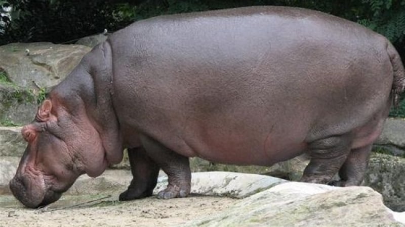 Хипопотам гони джуджета в столичния зоопарк