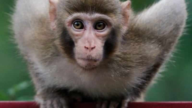 Тази маймунка, която си направи селфи, ще ви дари усмивка от ранна заран! (ВИДЕО)