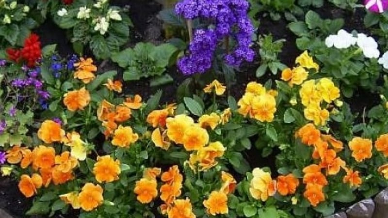 Няколко хитрини, с които да поддържате свежи и красиви цветята си
