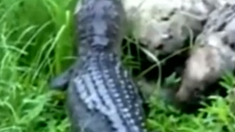 Въпреки смъртта на 2-годишния Лейн, Дисни продължава да си държи алигаторите без наблюдение (ВИДЕО 18+)