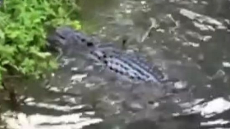 След трагедията в "Дисниленд": Изплува нов брутален клип на зверско убийство от алигатор (ВИДЕО 18+)