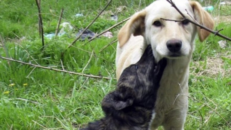 Ужас: Кучета вият и се изяждат в боксониера в Сухата река
