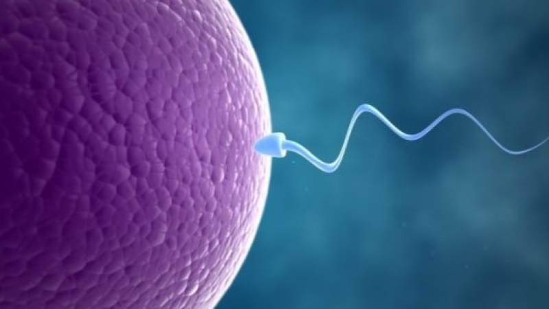 Учени ексклузивно: Сперматозоидите лекуват рак! Ето как