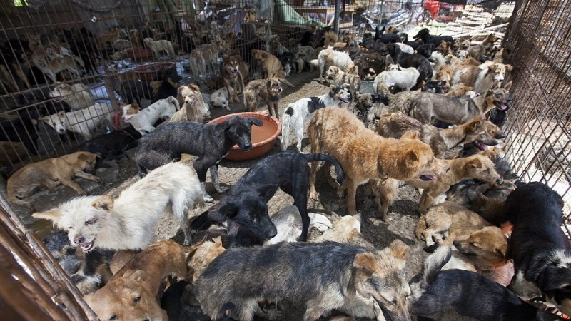 Зловещо! Публикуваха СНИМКИ от Фестивала на кучешкото месо в Китай (18 +)