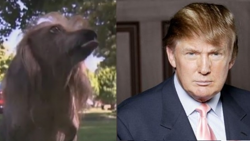 Любимец с прическата на Тръмп се бори за титлата „Най-грозно куче в света” (ВИДЕО)