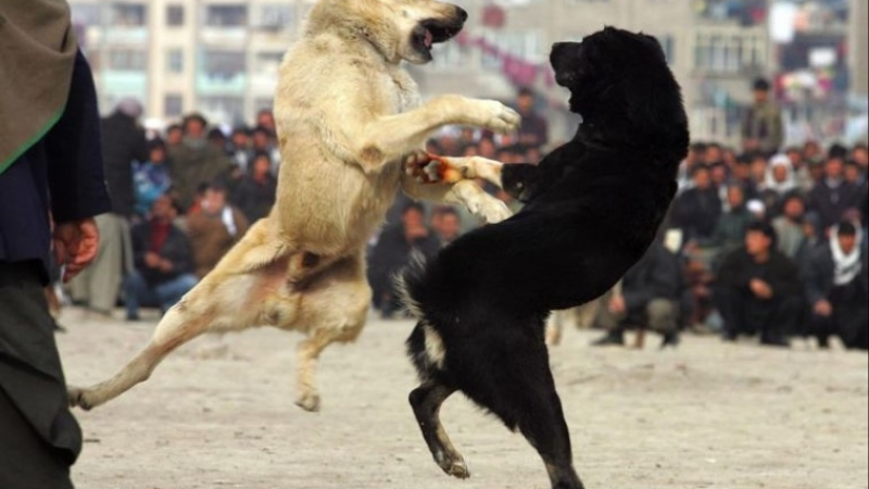 Жестокост: Отглеждали тайно кучета за боеве в Казанлък