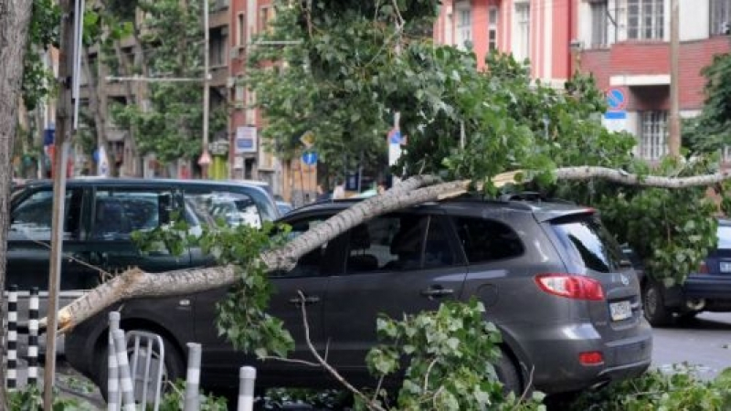 Огромен клон се стовари върху кола в Пазарджик по време на буря