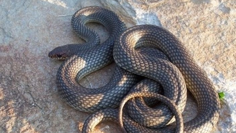 Змия изкара акъла на деца в двора на училището им 