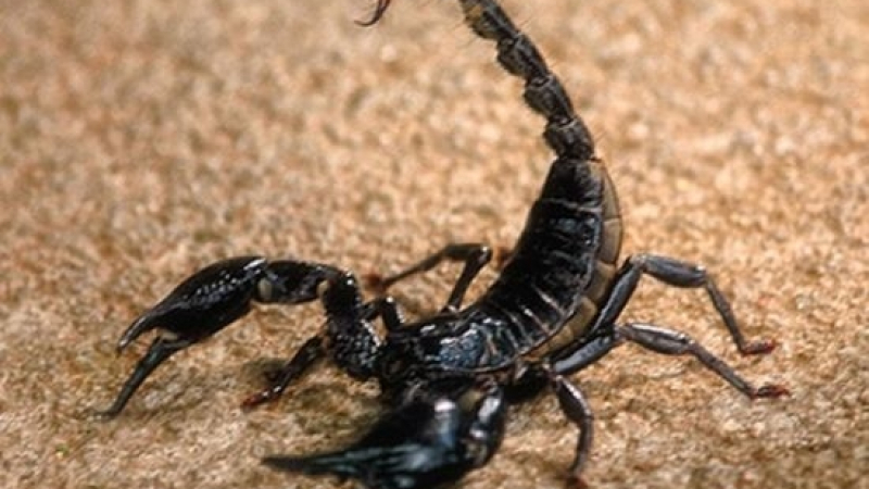 Черни скорпиони всяват паника в Бургас
