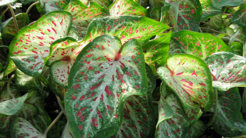 Каладиумът - едно от най-красивите декоративни листни растения