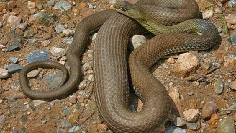 Топ 3 на най-отровните змии в България