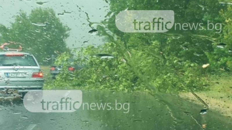 Бурята в Пловдив: Дърво се стовари върху булевард, блокира движението 