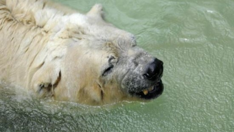 Скръбна вест: Почина най-тъжният мечок в света