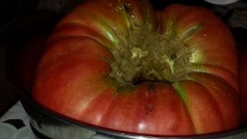 Нашенец отгледа гигантски домат като геврек от нов български сорт (СНИМКИ)