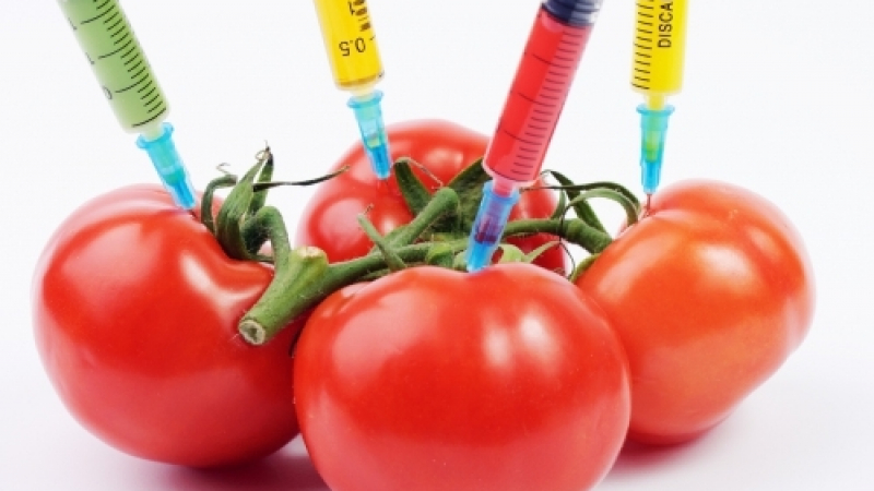 Русия забрани вноса и отглеждането на ГМО: 2 сценария